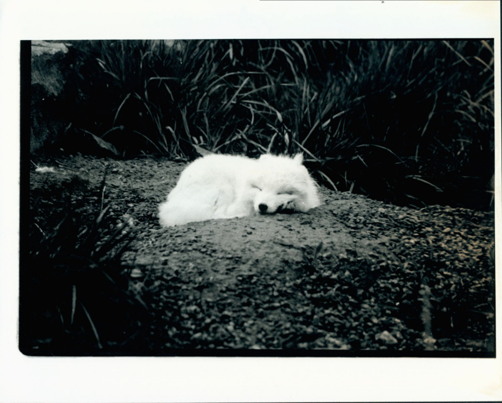 Black and white film print of Arctic fox curled up asleep on a mound of dirt