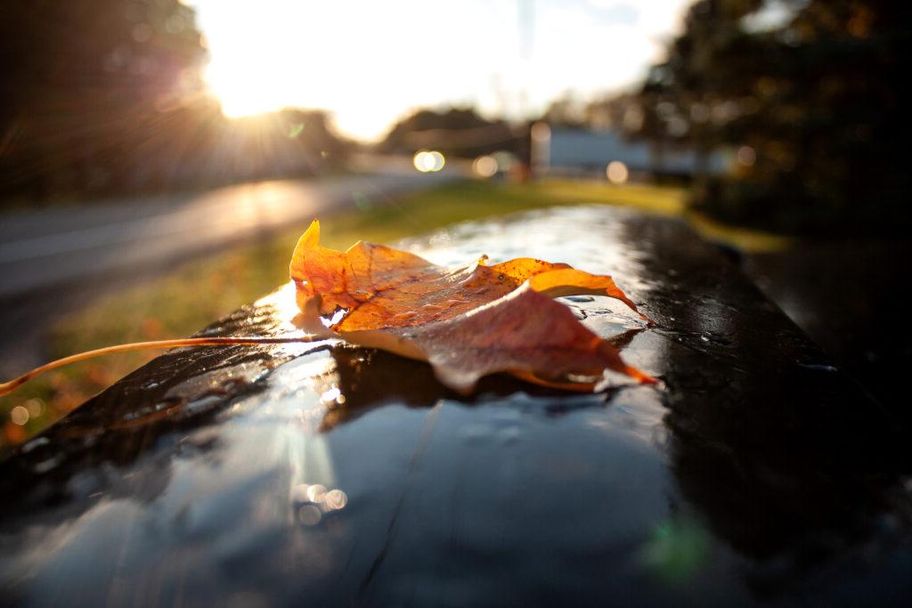 close-up picture of orange and yellow leaf with sunlight glaring in background and house and trees in background that are blurred